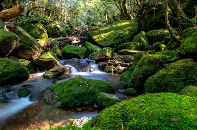 Yakushima, Amami Oshima, and Tokunoshima are World Heritage Sites in Kagoshima. What are the highlights of each island?