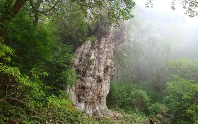 Jomon Cedars, the highlight of eco-tour in Yakushima. Styled like the king of the forest