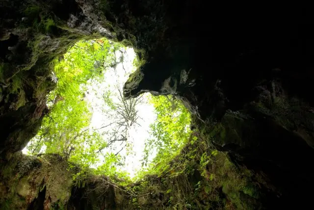 Wilson Stump, a stump estimated to be 2,000 years old