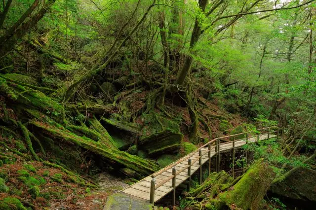 Yakusugiland has a well-maintained promenade for easy strolling
