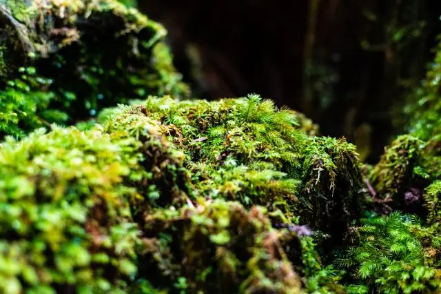 The wonders of Yakushima Island and it’s natural diversity