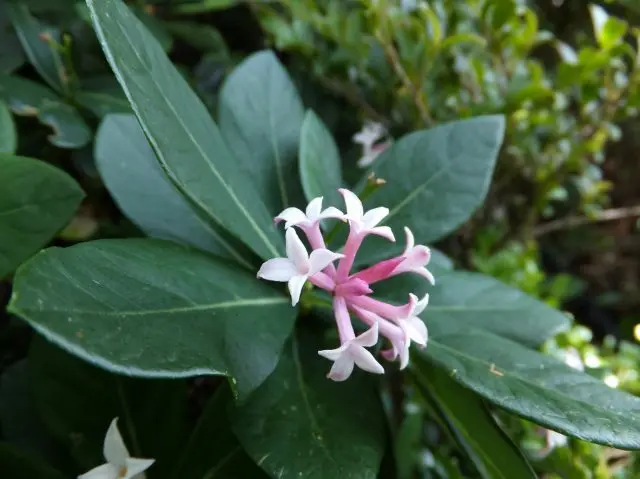 Shakunanganpi, a flower species exclusive to Yakushima Island, seen in environments with an altitude of over 1700m.