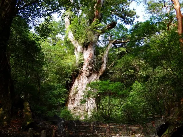 The Jomon Cedar with its roots on a 1300m tall mountain. A must see tree.