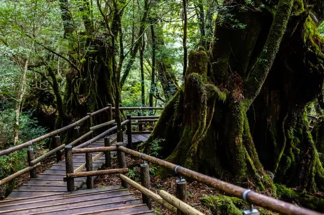The Yakusugi Land has a dedicated path, making it easier to explore