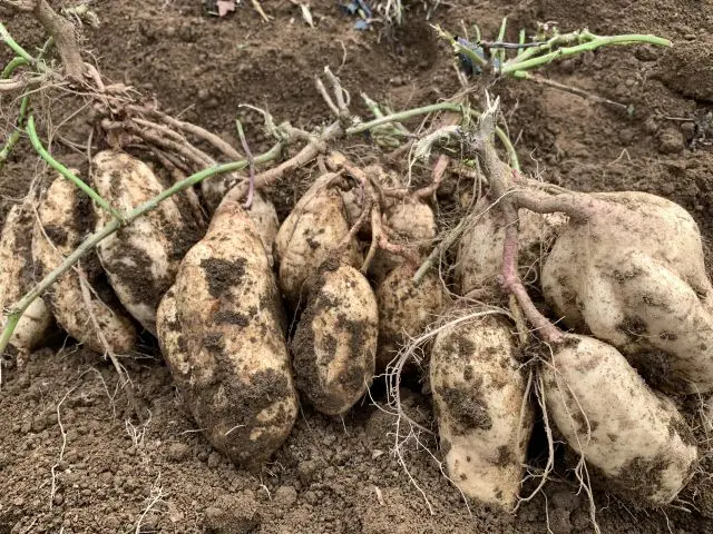 The Shiroyutaka potato is crucial in making “Mizunomori”.