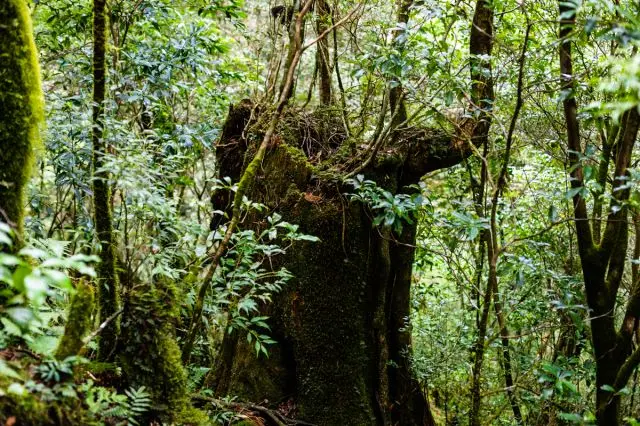 A tree inside the vast forest that is a remnant of past forestry activities.