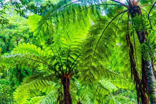 How to enjoy Amami Oshima, registered as a World Natural Heritage site