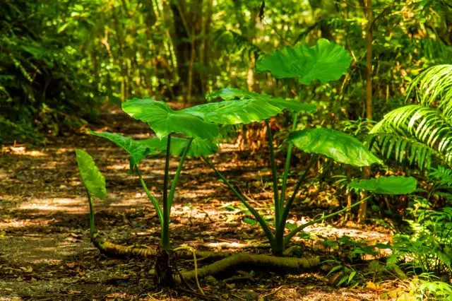 Various plants thrive along the boardwalk in Kinsakubaru