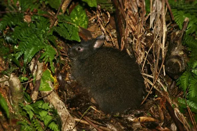 Amami black rabbit. Approximately 50 roadkills occur annually.
