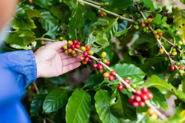 Red ripe berries called coffee cherries