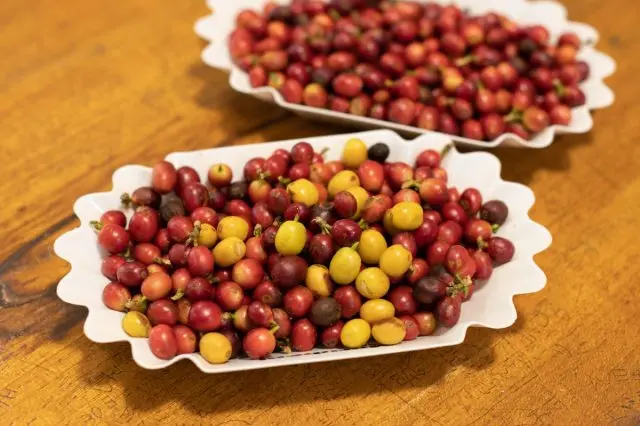 The beans harvested by Yoshitama on the day of the interview. Some species
are yellow