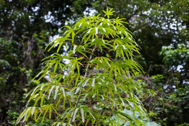 Cassava tree native to Yoshitama’s farm