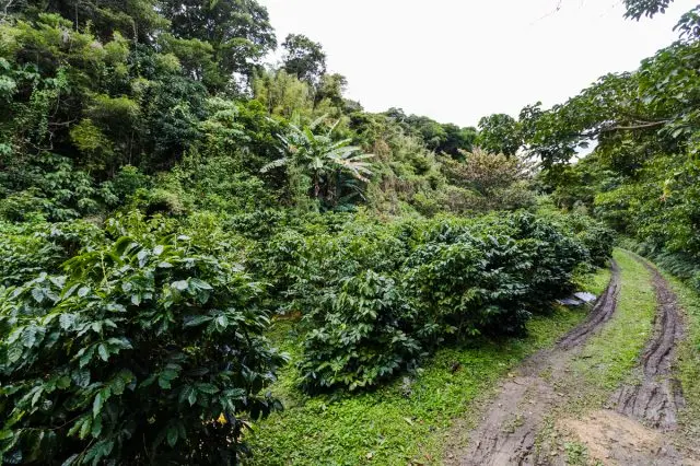 The farm utilizing basins planted with 350 coffee trees in 8 species