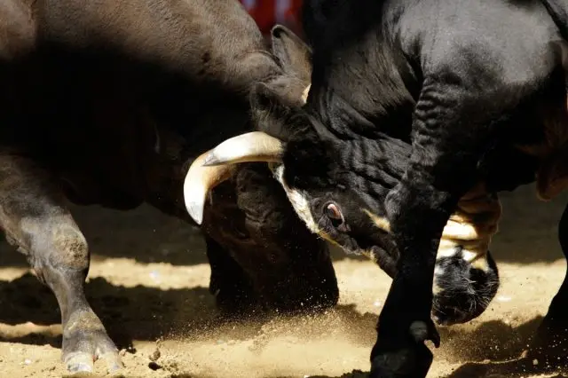 The match begins as the ropes are cut. A battle of epic proportions.