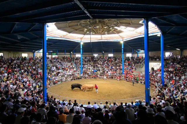 The enthusiastic fans build up an intense and exciting atmosphere in the bullring