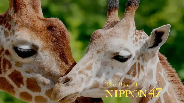 47都道府縣的必去「動物園」特輯
