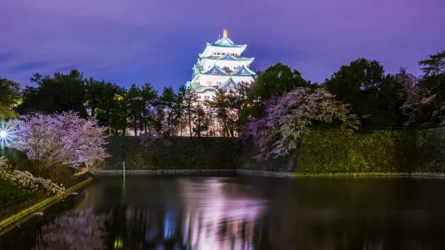 名古屋城的櫻花及天守閣，到了晚上還有美麗的夜間點燈