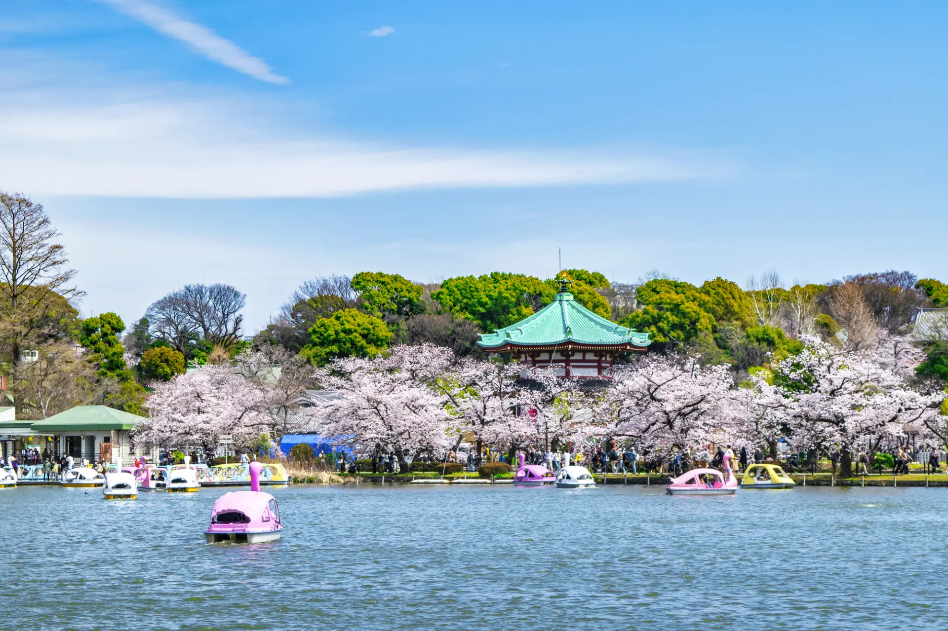 東京都内最大規模を誇る桜の名所の上野公園