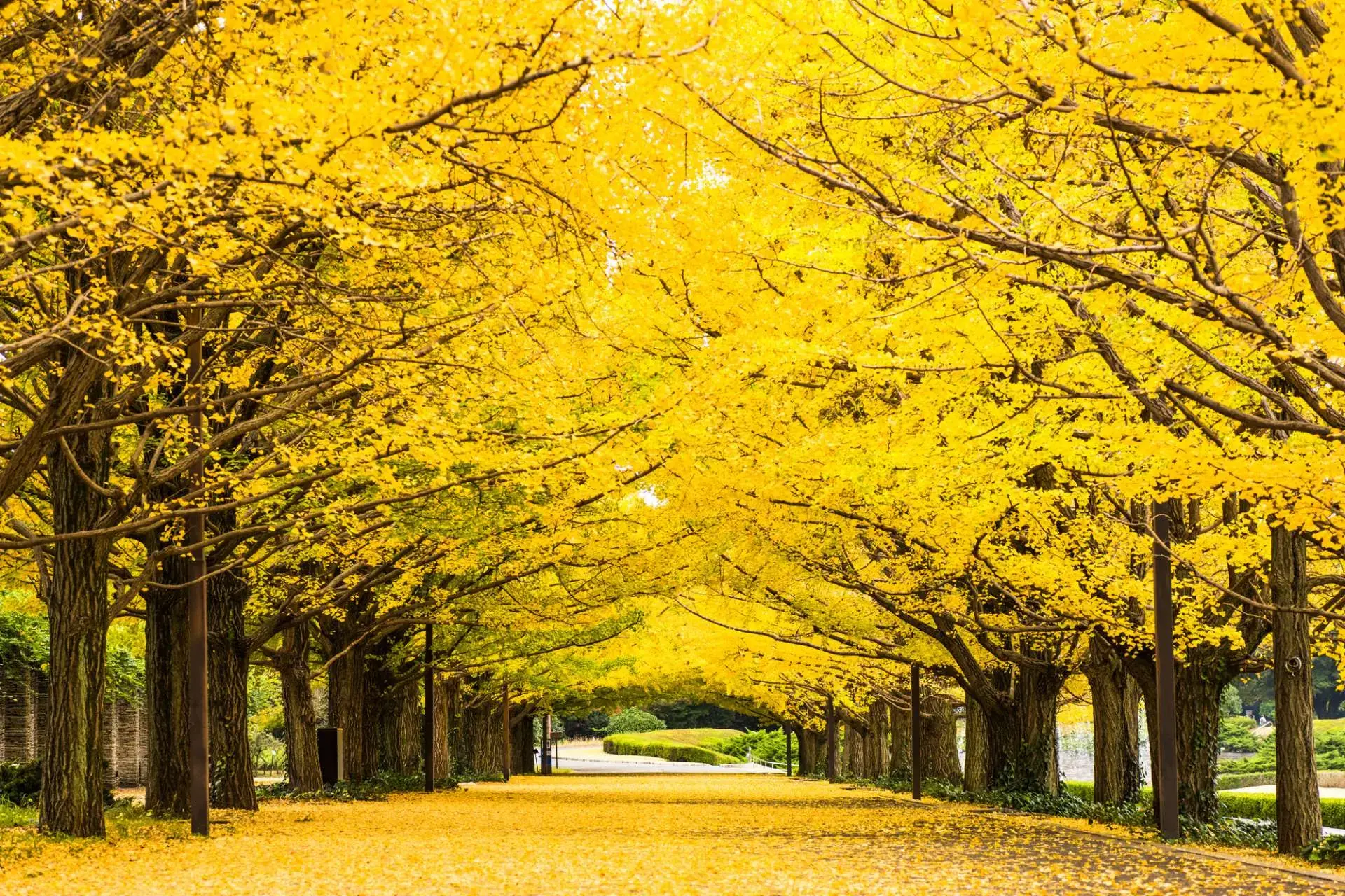 広大な敷地を緑と季節の花が彩る「昭和記念公園」