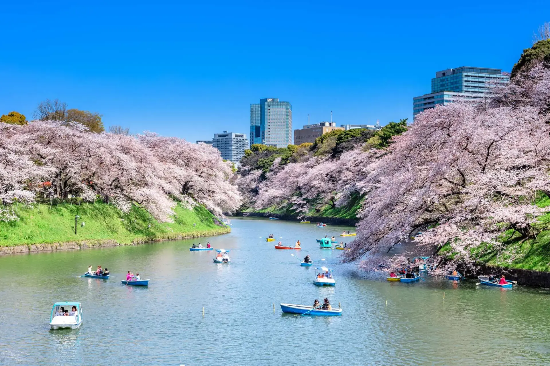約260本の桜が沿道を鮮やかに彩る、東京を代表する桜の名所