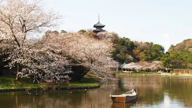 สวนญี่ปุ่นที่ธรรมชาติตามฤดูกาลและสถาปัตยกรรมดั้งเดิมของญี่ปุ่นผสานกันอย่างงดงาม