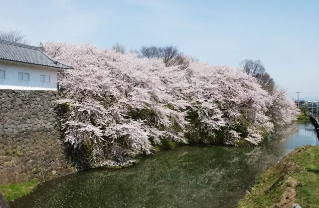 雄大な城跡と可憐な桜の競演が見事