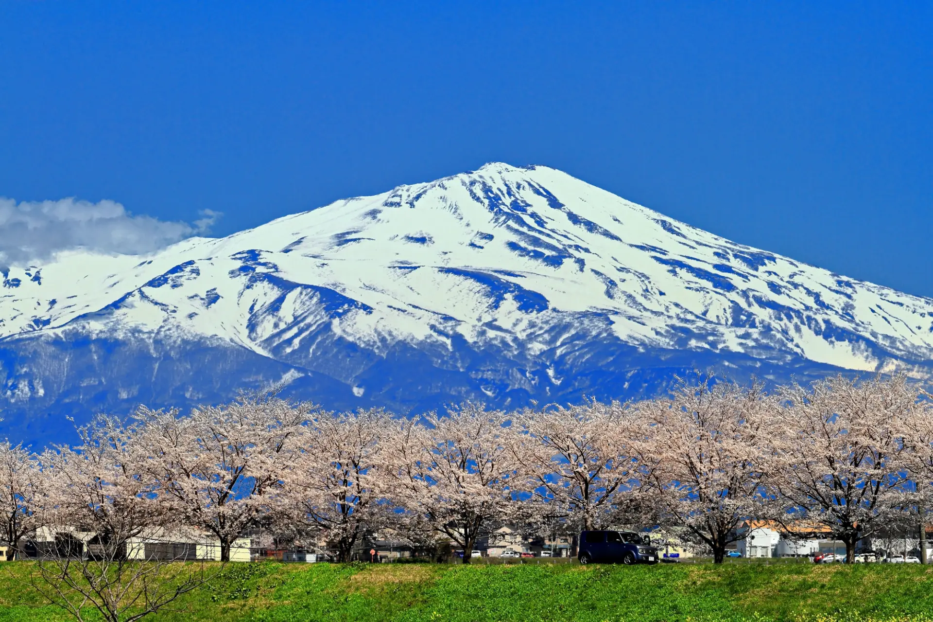 残雪と桜が彩る鳥海山の春景色