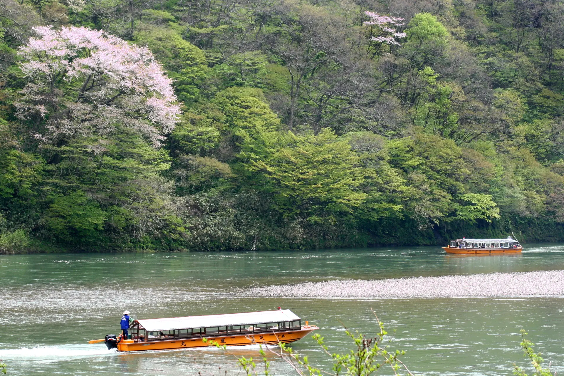 桜を鑑賞しながらの川下りも趣深い