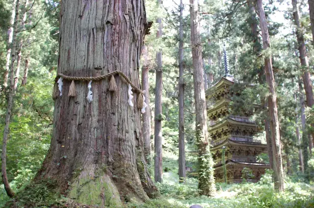 杉木立の中に佇む国宝「五重塔」はその美しい姿で人びとを魅了する