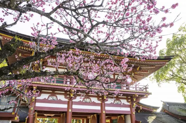 The head shrine of 10,000 shrines across Japan, dedicated to the spirit of scholar Sugawara Michizane.