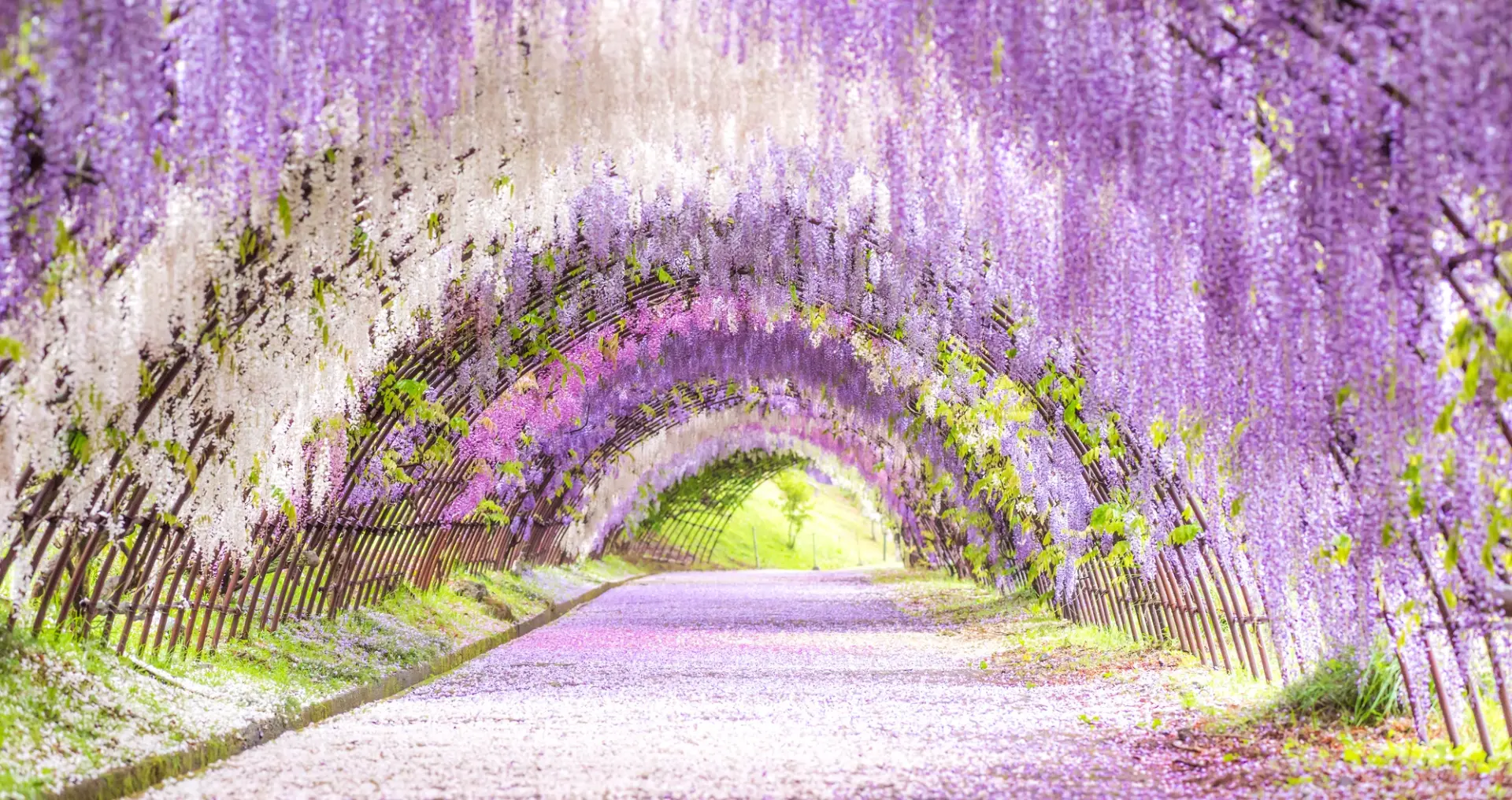 多彩繽紛的藤花環繞,世界級的絕美景點