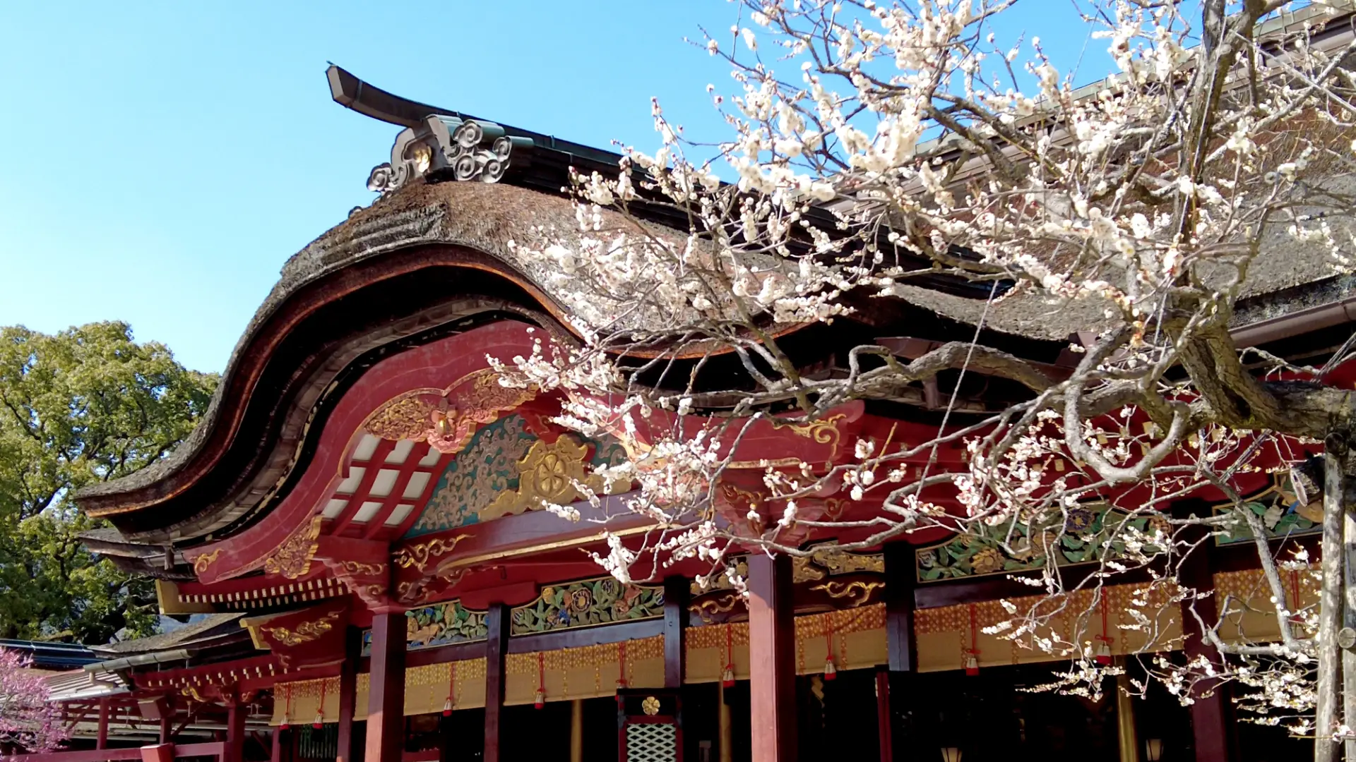 梅花點綴下的太宰府天滿宮