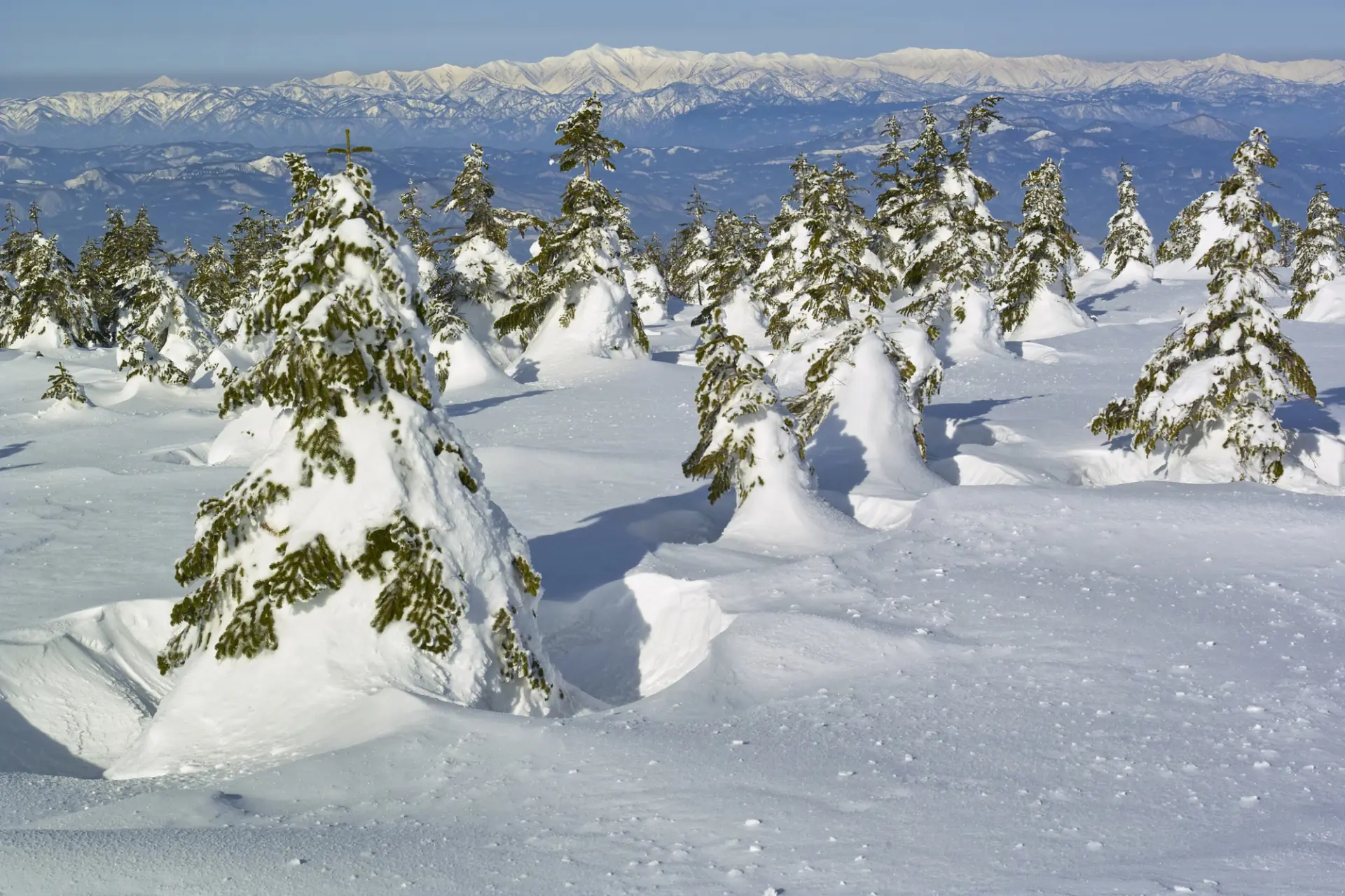 建議事先透過即時影像確認樹冰狀況