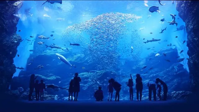 A massive aquarium filled with sunlight streaming down from the ceiling