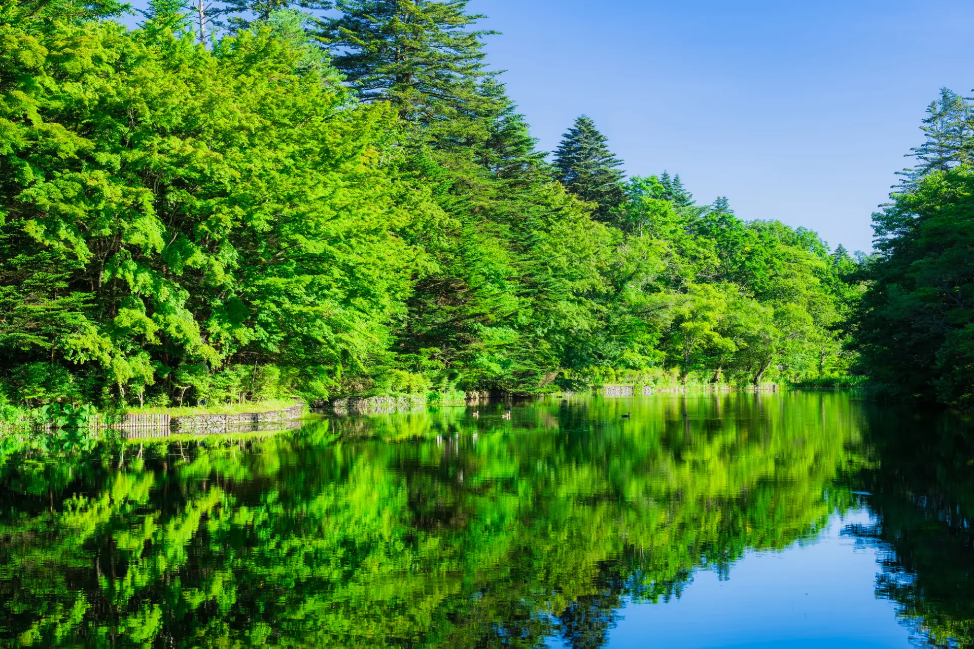 Summer water mirror at Kumoba Pond (fresh greenery)
