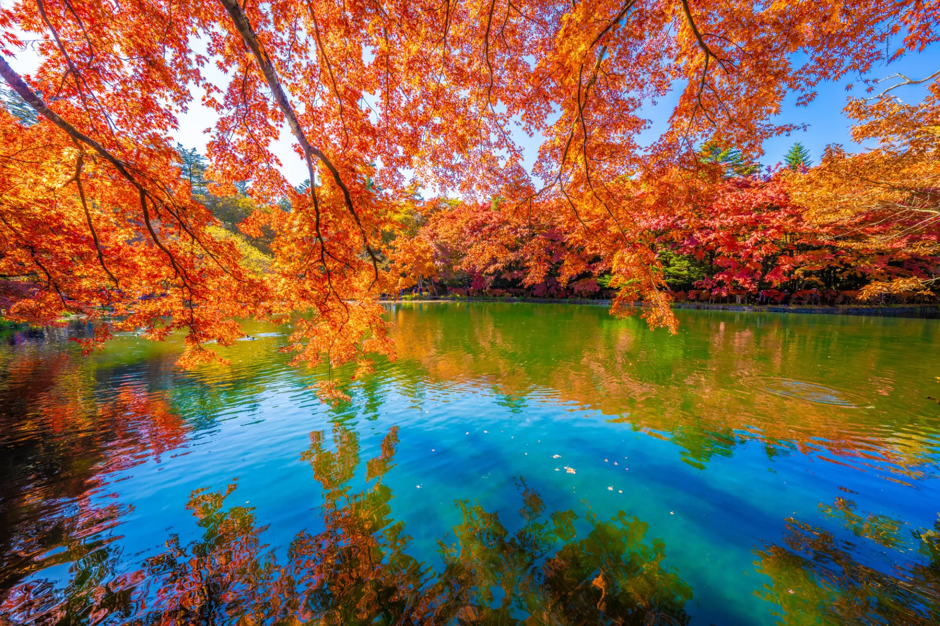 Autumn water mirror at Kumoba Pond (fall foliage)