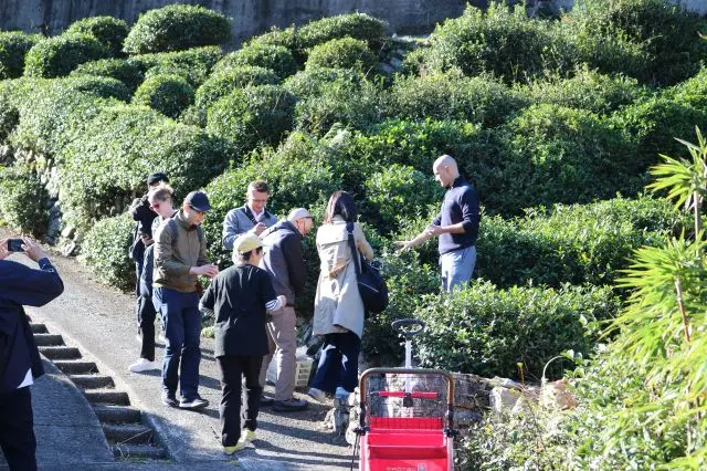 Enjoy the tea picking experience