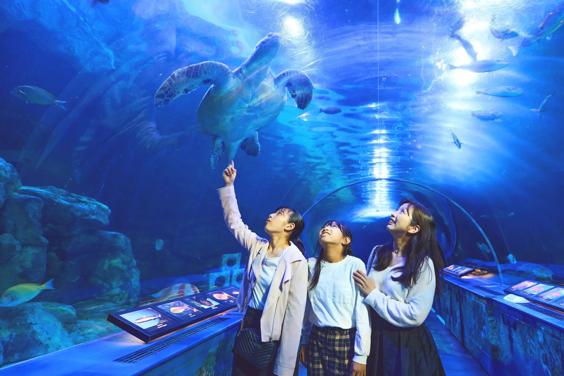 生き物が悠々と泳ぐ姿が見られるトンネル水槽