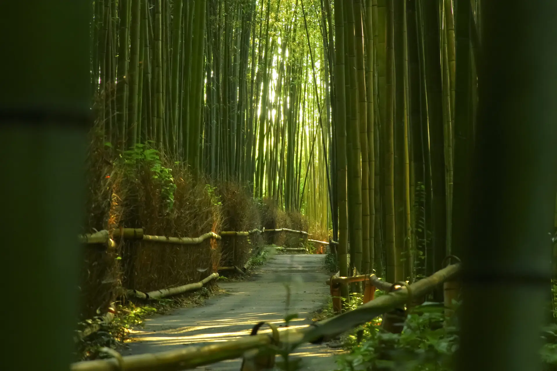 美しく・心地良い空間を散策できる嵯峨野竹林の小径