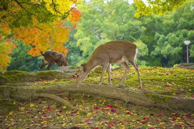 See the Ancient City of Nara via 19 Top Historic Sites