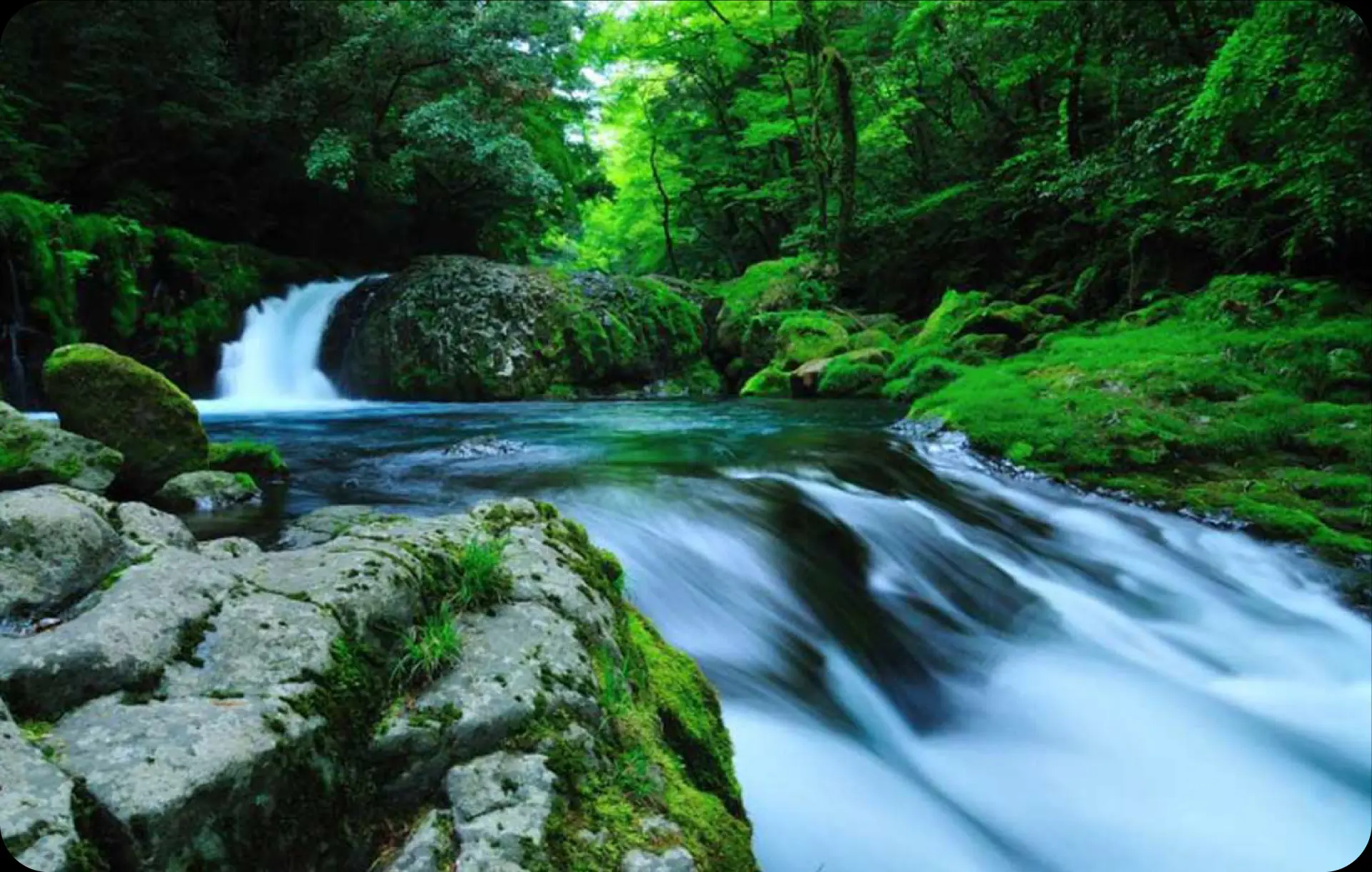 心をほどく、清らかな水と原生林のセラピー