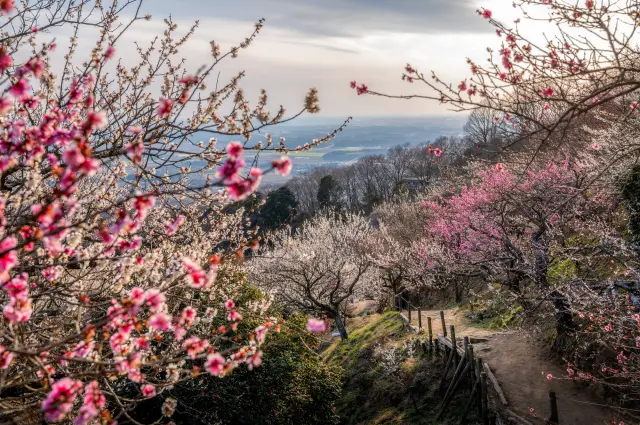 【超严选】一篇搞定！茨城必去景点19选