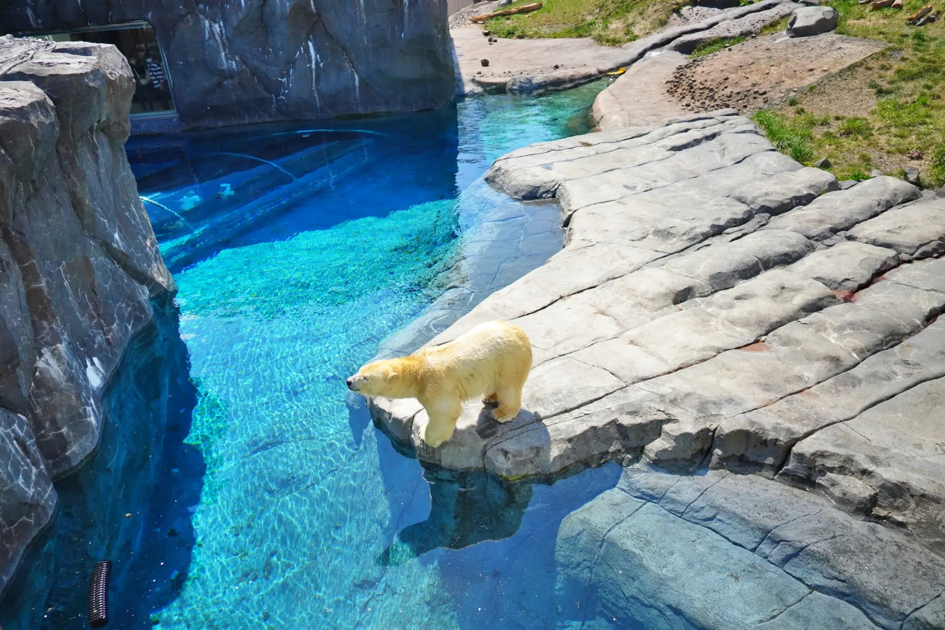 ホッキョクグマをはじめとする様々な動物に出会える円山動物園