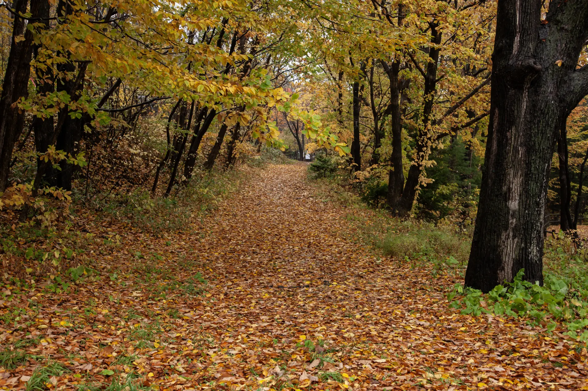 紅葉で彩られた秋の円山原始林