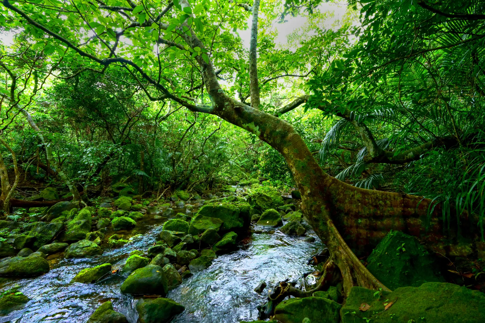 約90％以上が亜熱帯の原生林で覆われている西表島