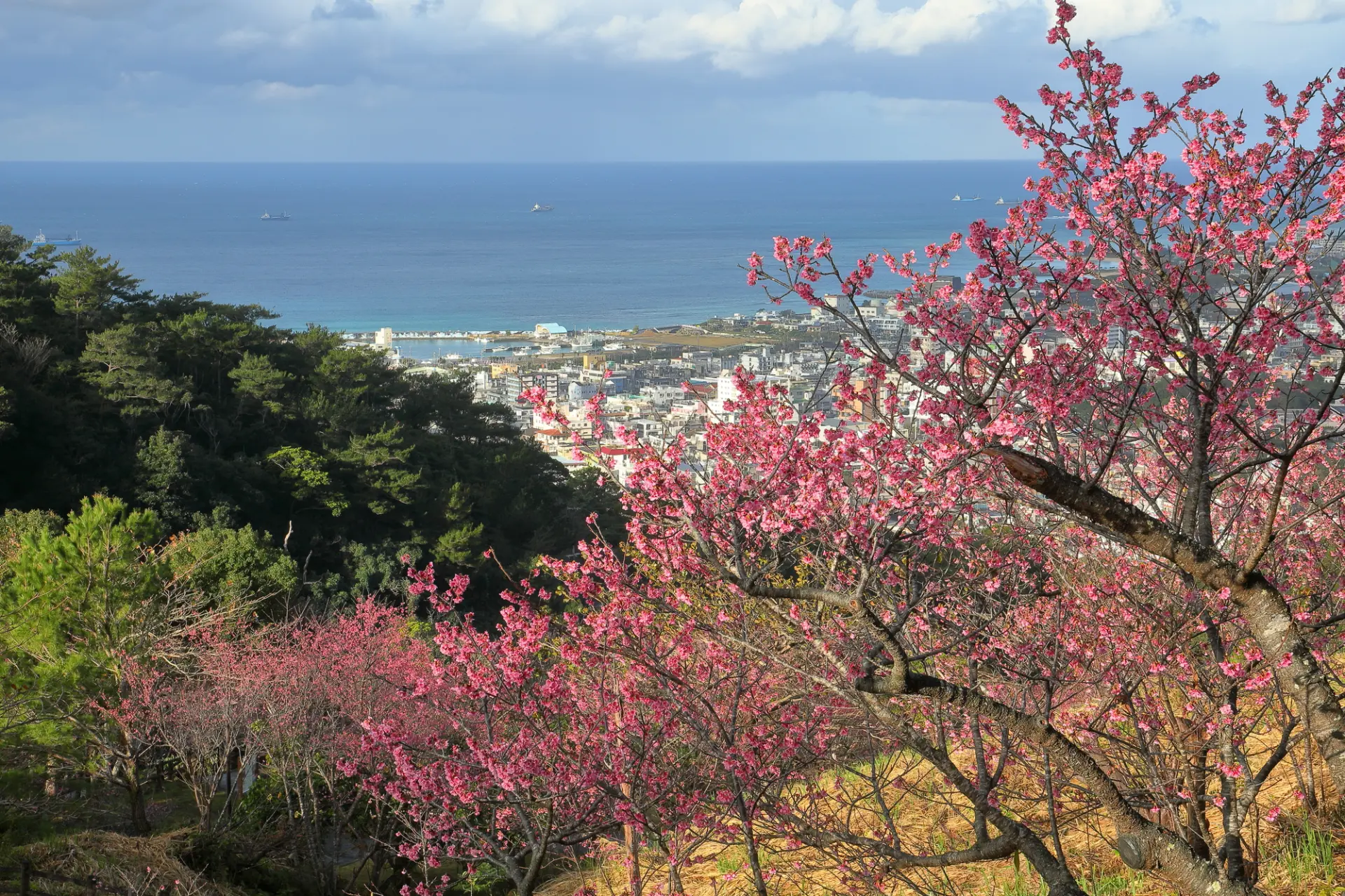 公園に咲き誇る桜と合わせて、多彩な催しも楽しもう