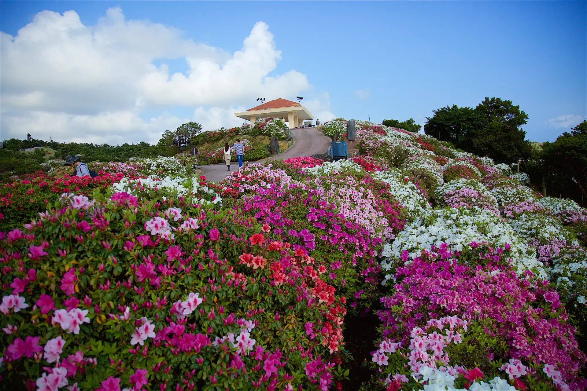 日本一早い開花を迎える5万本のつつじを観賞