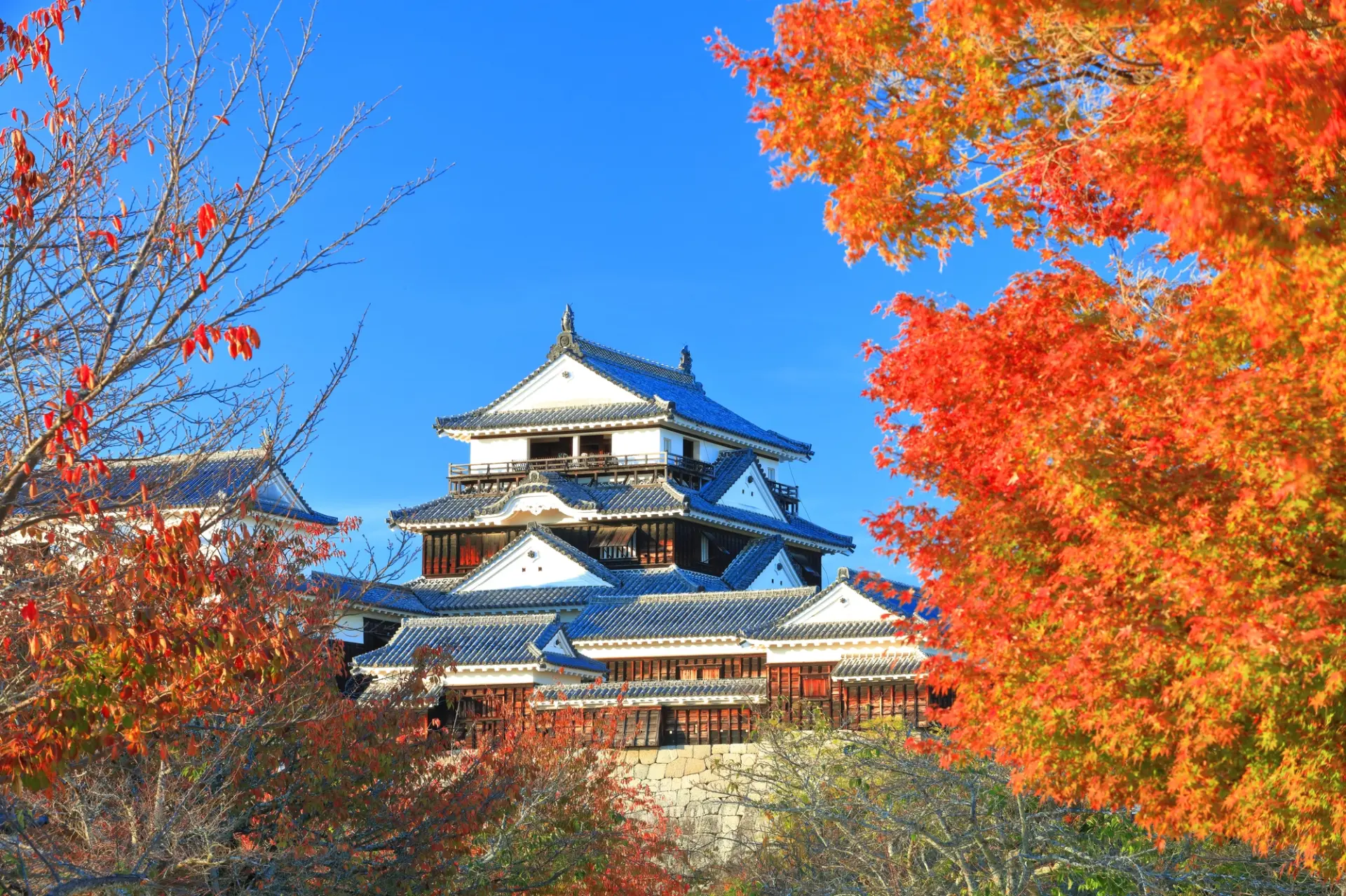 紅葉の松山城天守閣