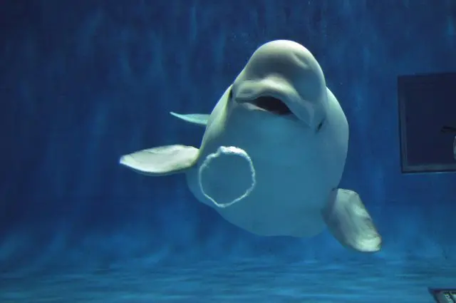 Home of the ever-popular beluga whale show! Here at the biggest aquarium in the Shikoku/Chugoku regions.