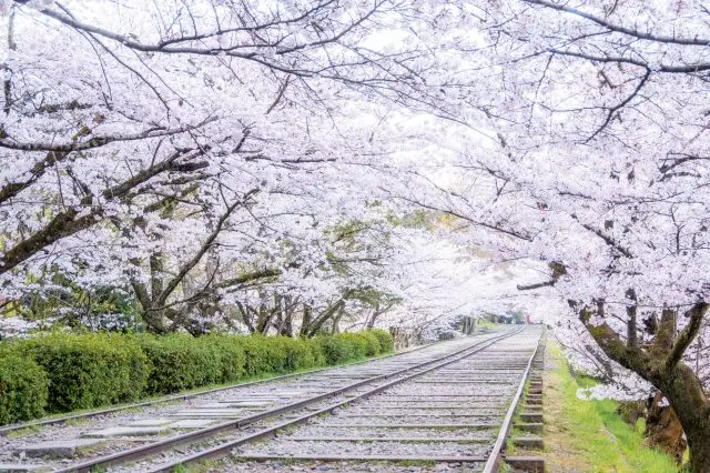 Cherry blossoms in full bloom make visitors' hearts happy♪
*Photo provider: Pixta